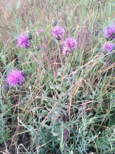 This is a close-up, vertical, eye-level shot of a patch of wild, purple thistle-like flowers growing amongst dry grass and other green foliage. The flowers are the main subjects, with several in bloom and some in bud. The blooms are a vibrant magenta or fuchsia color with spiky petals radiating outwards from a central bud. The buds are a darker, more muted purple-gray. The surrounding vegetation is a mix of tall, dry, straw-colored grasses and thinner, greener leafy plants, with some smaller, purplish flowers visible in the background. The scene appears to be a natural, outdoor setting, likely a field or meadow. The lighting suggests it might be late afternoon or early morning, as the light seems soft and diffused, casting subtle shadows. There are no people or animals visible, and no text. The overall impression is one of natural beauty and the wildness of a field in bloom. The location is Ananiv, Ukraine.