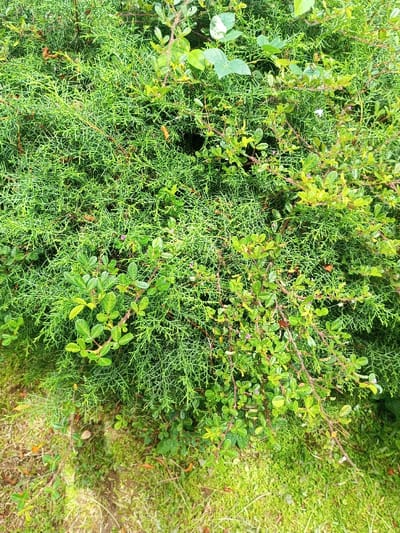 The image presents a dense, vibrant green tapestry of various plant species, offering a close-up view of botanical textures. The dominant feature is a lush, finely textured evergreen shrub or tree, possibly a type of juniper or cypress, characterized by its numerous small, scale-like or needle-like leaves, creating a soft, feathery appearance. Interspersed and growing through this evergreen are branches of other plants.

Prominently visible is a shrub with smaller, rounded, glossy light green leaves on reddish-brown stems, some bearing tiny purple or pinkish berries or nascent flowers. Towards the upper center, a plant with larger, broader, oval to heart-shaped leaves is seen, with one leaf displaying distinct white and green variegation. Below, at the bottom of the frame, is an area of lighter green mossy ground cover and patches of bare, lighter-colored soil, suggesting the base of the plant arrangement.

The scene depicts a natural or cultivated garden setting, with no human presence or activity. The lighting is bright and even, indicating daytime, possibly under an overcast sky or in soft sunlight, as there are no harsh shadows. No text is visible in the image. The overall impression is one of verdant growth and natural complexity.