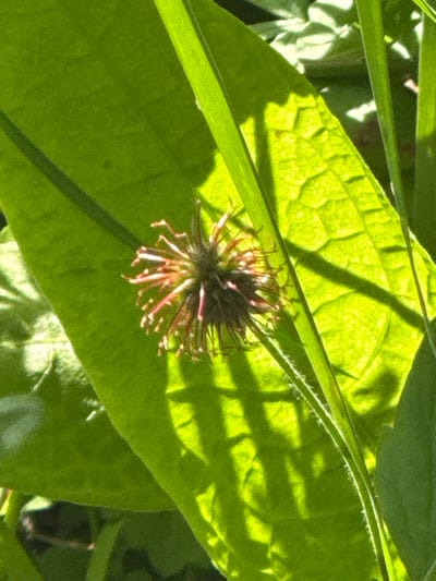 The image shows a close-up view of a spiky seed head, possibly from a plant such as a burdock or thistle, resting on a large, vibrant green leaf. The leaf is veined and catches the sunlight, creating dappled shadows on its surface. The seed head itself is dark brown and spherical, with numerous thin, reddish-pink spines radiating outwards. The background consists of more green foliage, also in sharp focus. The lighting suggests it is daytime, likely outdoors. This scene is located in Yenokavan, Armenia.