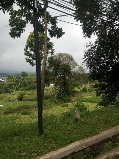A verdant landscape unfolds beneath an overcast sky, framed by foliage and power lines. Lush terraces, divided into plots, stretch toward distant buildings. A utility pole pierces the scene's left, while a stone marker sits amidst grassy growth along a concrete edge. Trees, in varying shades of green, dot the landscape, adding depth to the scene.