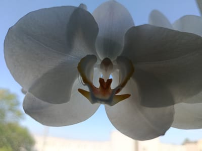 A close-up, low-angle shot captures the interior of a white orchid flower against a blurred blue sky and hints of green foliage and a white structure in the background. The delicate, translucent petals of the orchid are illuminated from behind, revealing subtle veins. The center of the flower displays intricate details of its reproductive parts, featuring shades of orange, brown, and a subtle pink hue, with two yellow-tipped structures framing the central column. The overall impression is one of organic beauty and delicate detail, with the soft focus of the background creating a sense of depth and highlighting the subject. There is no indication of the city of Pardubice, Czechia, in the image itself, nor are there any people, actions, or interactions depicted.