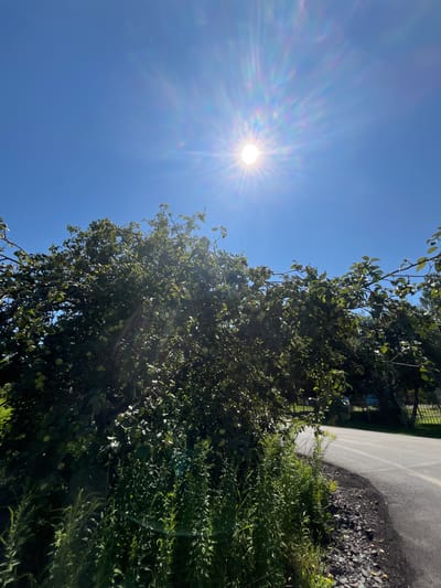 The image depicts a clear, bright sunny day with a vibrant blue sky. The sun is prominently featured, creating a starburst effect with lens flare. In the foreground, a dense apple tree is laden with green apples, its branches reaching upwards and outwards. Lush green foliage and tall grasses grow at the base of the tree. To the right, a paved road curves away, with a gravelly shoulder. In the background, a wooden fence and distant trees suggest a rural or semi-rural setting. The overall scene is serene and bathed in warm sunlight. The location is identified as Dmitrovsk-Orlovskiy, Russia, implying this is a view from a residential area or a park within the city. There are no people visible in the image.