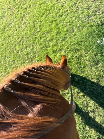 A chestnut horse stands on a green lawn. The horse's mane is long and reddish-brown, styled with multiple small braids secured with white bands. A braided leather bridle or halter is visible on the horse's head, extending from the mane. The view is from above, showcasing the horse's head and part of its back. A shadow is cast on the grass behind the horse.