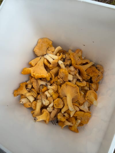 A pile of chanterelle mushrooms is contained within a white bucket. The mushrooms are predominantly a bright yellow-orange color, with some lighter, cream-colored stems. They are varied in size and shape, with some having fully formed caps and others appearing younger or more irregularly shaped. The texture of the mushroom caps shows distinct ridges running down from the stem. Some dirt and pine needles are visible amongst the mushrooms, indicating they were recently foraged. The bucket itself is white and appears to be made of plastic. The background is out of focus but suggests an outdoor environment, possibly a wooded area, with hints of green and brown. The lighting is natural and appears to be daylight. The photograph is taken from a slightly elevated angle, looking down into the bucket. The location is the city of Podkājas, Latvia.