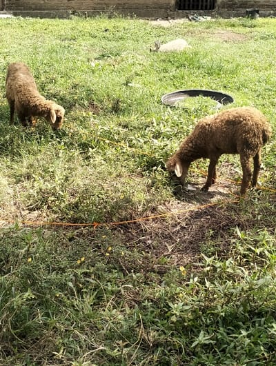 This image, captured in Jambo Dalam, Indonesia, displays an outdoor scene featuring two domestic sheep grazing in a field of mixed vegetation under bright sunlight. In the foreground-right, a brown sheep is observed with its head lowered, consuming green foliage. A second, slightly lighter brown sheep is positioned in the middle-left, also actively grazing with its head down. An orange rope or string spans horizontally across the mid-ground. The ground cover consists of varying densities of green grass, weeds, and areas of exposed soil, with small yellow flowers scattered throughout. In the background, a low concrete or brick wall is visible. A black, circular object, consistent with a tire or basin, lies on the ground to the right of the wall, and a lighter, indistinct object is further in the background. No people are present.