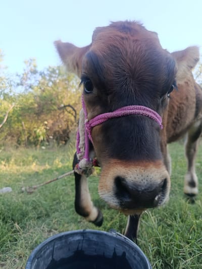 A close-up, low-angle, portrait-style photograph shows a young brown calf in an outdoor, grassy environment. The calf's head fills the majority of the frame, facing directly towards the camera. It has a dark brown muzzle with a lighter brown around the mouth and nose area, speckled with small dark spots. A thick, braided pink halter is around its nose and tied to a rope that extends out of frame to the left. The calf has large, dark eyes with long lashes. Its fur is short and appears slightly ruffled. In the foreground, the rim of a dark, possibly plastic, bucket is visible, partially filled with a dark liquid. The background consists of green grass, blurred trees, and a light blue sky. The scene appears to be located in a rural setting, possibly on a farm or pasture, within the city of Булак-Башы, Kyrgyzstan. There are no people visible in the image. The calf's stance and the proximity of the bucket suggest it may be drinking or has just finished drinking.