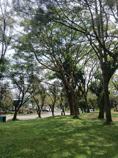 The image displays a daytime scene in ឃុំ ផាត់សណ្ដាយ, Cambodia, characterized by a well-maintained natural environment with urban elements. The foreground is dominated by a lush, green grassy expanse, exhibiting distinct patterns of dappled sunlight and shadows from overhead foliage. A dark, paved road or driveway horizontally bisects the midground, curving gently towards the right. Numerous trees of various sizes with dense green canopies and visible trunks line both sides of this road and extend into the foreground, obscuring much of the sky, which appears bright and partially overcast or hazy through the leaves. In the background, beyond the road, a light-colored building with a dark-tiled roof is partially visible through the trees on the left. Further to the right in the background, several parked vehicles, including a white van, are discernible along the road. A dark green, cylindrical trash receptacle is situated on the far left of the foreground grass, adjacent to the road. No individuals or discernible actions are present in the frame.