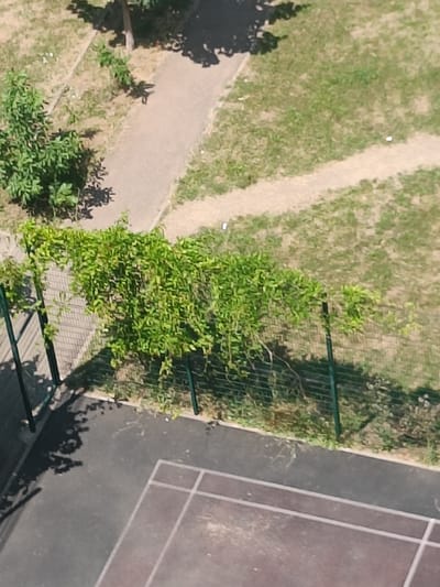 The image shows an aerial view of a patch of ground with a tennis court and a fence in Tliustenkhabl', Russia. The tennis court is visible in the lower part of the image, with its grey surface and white lines. To the left of the court, a dark, shadowy area suggests the presence of trees or other foliage. A green metal fence runs along the boundary between the court and a grassy area. Beyond the fence, a dense green shrub or vine is growing, covering a significant portion of the fence. The background consists of dry, patchy grass and a light-colored path, possibly made of gravel or concrete, that curves through the grass. Another path is visible further back, also winding through the dry grass. Shadows from trees are cast on the grass and paths, indicating sunlight. The scene appears to be an outdoor recreational area within a residential or park-like setting.