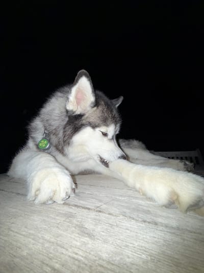 A husky dog is lying on a wooden surface in the dark. The dog is mostly white with grey markings. It has a green clover-shaped tag on its collar. The dog appears to be biting its paw. The background is completely black, suggesting it is nighttime. There is a blurred wooden bench in the background. There are no people visible in the image. The location is Lège-Cap-Ferret, France.