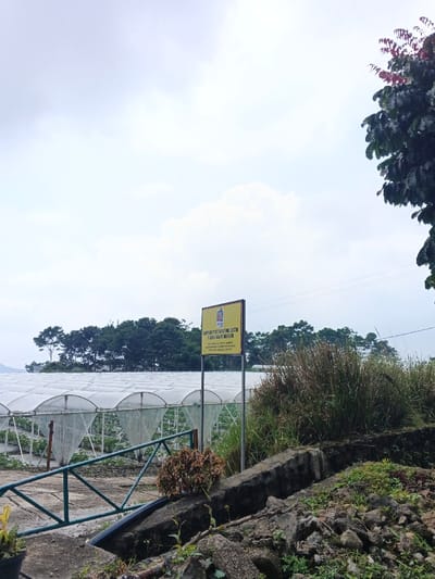The image depicts an agricultural research station in Uato Carabar, Timor-Leste, under an overcast sky. In the mid-ground, multiple white, arched hoop greenhouses with translucent coverings extend horizontally across the frame, appearing to house crops within. A prominent yellow rectangular sign, mounted on a dark metal post, stands in front of the greenhouses slightly right of center. The sign displays text in a local language, primarily "ESTASAUN PESKIZA AGRIKULTURA UATO-CARABAU" with a logo at the top and additional smaller text below, including "MINISTERIU DA AGRICULTURA E PESCAS."
Behind the greenhouses and sign, a dense line of green trees marks a distant elevated landform. Faint power lines are visible horizontally across the upper mid-ground. The sky above is entirely covered by a uniform layer of light grey clouds.
In the foreground, a rough concrete drainage ditch or low retaining wall traverses the scene from left to right. To the immediate right of the sign, a dense cluster of tall, dry, light-brown grass and other vegetation grows on an elevated bank. The far right edge of the frame shows a partial view of a dark-leafed tree with some reddish foliage. In the lower left foreground, a section of a dark-colored metal gate or fence structure is visible, partially obscuring the front of the greenhouses. The immediate ground in the foreground consists of dirt, scattered rocks, and small plants. No human figures or discernible activity are present.