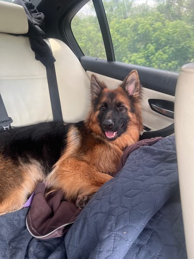 A long-haired German Shepherd is lying down on the back seat of a car, with its head resting on a dark blue quilted blanket. The dog is facing the camera, with its mouth open in a happy expression. Its fur is a mix of black, brown, and tan. The car's interior is visible, including the cream-colored leather seats and a black seatbelt. Through the car window, blurred green trees and foliage are visible, suggesting the car is in motion and traveling through a rural or natural area. The scene does not indicate a specific location in the city of Boboshevo, Bulgaria, or any urban environment.