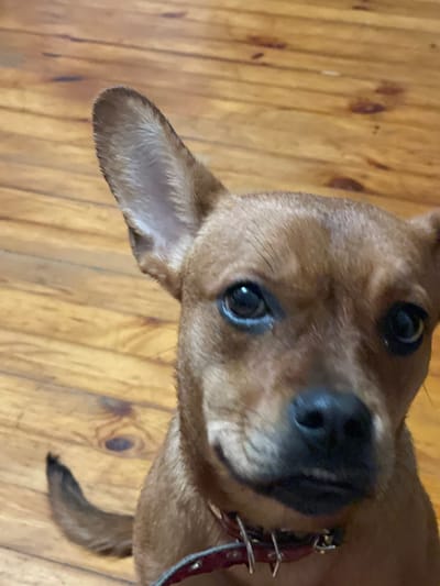 A small, brown dog with large ears is looking directly at the camera. The dog is sitting on a wooden floor. The dog is wearing a red collar. The background is a wooden floor with visible wood grain. The lighting is natural and appears to be coming from above. There is no discernible context or information about Mirnyy, Russia.