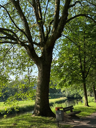 The image depicts a peaceful outdoor scene featuring a large tree with a thick trunk and numerous branches, casting dappled shadows on the surrounding green grass. To the right of the tree, a wooden park bench sits on a paved walkway, accompanied by a metal trash receptacle. A narrow body of water, likely a canal or stream, flows beside the grass, with lush vegetation lining its banks. In the background, more trees and foliage create a dense green canopy, and a building is partially visible through the leaves. The sky is clear blue, suggesting a sunny day. The overall impression is one of a tranquil park environment, possibly located in Gronau, Germany, given the description of the location provided. There are no people or animals visible in the image, and no discernible actions or interactions are taking place.