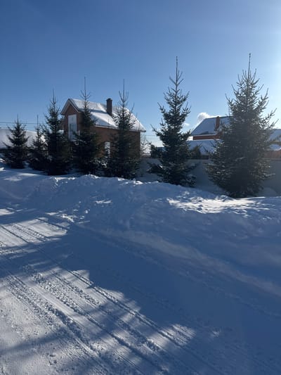 The image depicts a winter street scene in Устиново, Russia, under a clear blue sky. In the foreground, a snow-covered road exhibits multiple sets of tire tracks. To the right of the road, a substantial snowdrift forms a bank. Beyond this snowbank, a row of approximately seven coniferous evergreen trees, possibly spruces, lines the perimeter of a property. Two residential buildings are visible in the background: a brick house with a dark chimney and a snow-covered gabled roof is partially obscured by trees on the left, and a second house with a snow-covered roof is partially visible further right. Sunlight casts distinct shadows across the snow-covered road and snowdrifts. No individuals are present.