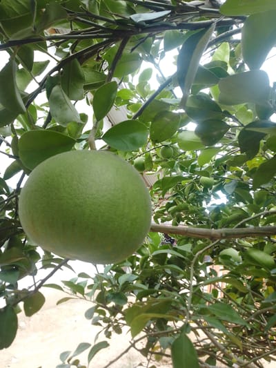 A close-up, low-angle outdoor shot showcases a large, unripe green pomelo hanging from a tree branch. The pomelo is the central focus of the image, with its textured rind filling a significant portion of the frame. Surrounding the fruit is a dense canopy of green leaves and thin, dark brown branches, creating a natural, organic backdrop. The lighting suggests it's daytime, with sunlight filtering through the leaves, creating subtle highlights and shadows. In the background, blurred hints of what appears to be a building with a corrugated roof and a sandy ground can be discerned, suggesting a residential or rural setting. The overall impression is one of abundance and natural growth. The location in Seuneubokpidie, Indonesia, implies a tropical or subtropical climate conducive to growing such fruit trees.