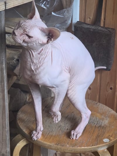 A hairless cat, likely a Sphynx breed, is sitting on a round wooden stool in an outdoor setting. The cat is pinkish-white with visible wrinkles and folds in its skin. Its eyes are closed, and its head is tilted slightly to the left. The cat's ears are large and pointed. The stool is light brown and shows signs of wear. In the background, there are wooden structures, possibly a fence or building, and some stacked lumber. A dark, rectangular object, which could be a tool or a block of wood, is leaning against the wooden wall behind the cat. The overall environment appears rustic and outdoors, consistent with a rural or dacha setting. The location is specified as Восход Снт (фролово), Russia.