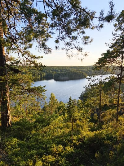 The image depicts a serene natural landscape, likely in Skriketorp, Sweden, during what appears to be late afternoon or early evening. The scene is dominated by a tranquil lake reflecting the warm, golden light of the setting sun. The sky above is a clear, pale blue, transitioning to a softer hue near the horizon.
In the foreground, a dense forest floor is covered with vibrant green undergrowth, primarily blueberry bushes, bathed in the low-angled sunlight. Tall pine trees with their characteristic needles frame the view, their branches reaching out towards the sky. The bark of a large pine tree is prominently visible on the left side of the frame, adding texture and scale.
The middle ground features the expanse of the lake, its surface rippling gently. Along the far shore, a thick, continuous forest of mixed trees stretches across the landscape, creating a lush, green backdrop. The hills and terrain are softly contoured, hinting at a natural, undisturbed environment.
The overall atmosphere is peaceful and idyllic. The warm lighting creates a sense of calm and natural beauty. There are no people or man-made objects visible, emphasizing the untouched quality of the location. The time of day is suggested by the long shadows and the golden light illuminating the foliage. The location cues, such as the type of forest and the presence of a lake, are consistent with a Nordic setting. No visible text is present in the image.