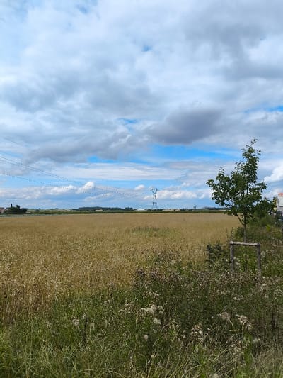 The image depicts a rural landscape in Oberschaeffolsheim, France, under a sky with significant cloud cover and patches of blue. The scene is dominated by a large, flat field of golden-brown vegetation, likely mature crops or dried grass, extending from the midground to the distant horizon.
In the foreground, a strip of unmanaged green and brown vegetation is visible, characterized by taller grasses, leafy plants, and some white, fluffy seed heads, possibly from thistles. A young deciduous tree with green foliage stands on the right, supported by a three-sided wooden frame at its base.
Stretching across the upper left and mid-portions of the sky are four parallel power lines, appearing as dashed lines due to perspective or distance, receding towards the right. In the middle distance, within or just beyond the field, a large, grey metal lattice power transmission tower (pylon) is prominently visible against the sky. Further beyond, other, smaller power structures or pylons are faintly discernible.
The distant horizon shows a line of trees or forested areas, and hints of light-colored structures, possibly buildings or industrial elements, are visible on the far right. No individuals or active subjects are present within the frame. The overall impression is one of a quiet, undeveloped agricultural or natural area bordering some infrastructure and distant human habitation.