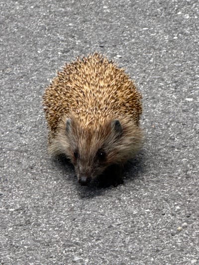 A hedgehog is positioned in the center of the frame on a grey asphalt surface. The hedgehog has a rounded body covered in brown and beige spines. Its head, facing to the right, has soft brown fur and dark eyes. A dark shadow is cast to the right and partially behind the animal. The asphalt surface is granular and speckled in texture. The location is not discernible from the image.