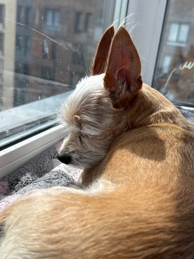 A small, tan and white dog with pointed ears is lying on a grey and pink blanket near a window. The dog is facing the window, with its head down. The window has a view of buildings. The scene appears to be indoors, possibly in an apartment in Barvikha, Russia.