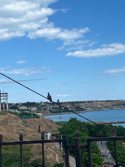 The image shows a panoramic view of Kryzhanivka, Ukraine. In the foreground, a black metal fence borders the scene. A power line stretches diagonally across the frame, with two pigeons perched on it. Behind the fence, a dry, grassy hill slopes down towards the sea. Further in the distance, a coastal town with houses and buildings is visible on the hills. The sea is a calm blue. The sky is bright blue with scattered white clouds. Construction cranes and unfinished buildings suggest ongoing development in the area. A small white shed with a red car parked in front is situated on the hillside. A paved path with people walking and sitting at tables is visible near the waterline, surrounded by lush green trees.