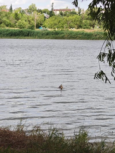 A single duck swims in the middle of a calm body of water. The water's surface has a rippled texture. In the background, a dense line of green reeds and trees borders the water. Beyond the trees, houses and buildings are visible under a cloudy sky. In the foreground, dry grass and green blades of grass are present. A branch with green leaves hangs from the upper right corner of the image. The scene appears to be a natural landscape within the city of Belaya Kalitva, Russia.