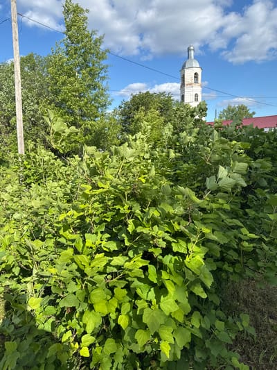 This image captures a serene summer day in a rural or village setting, likely in Луптюг, Russia. The scene is dominated by vibrant green foliage under a bright blue sky dotted with fluffy white clouds.
In the midground, on the left side, stands a distinctive white church or bell tower. This multi-tiered structure features arched windows and is topped with a grey, onion-shaped dome and a slender spire, characteristic of Orthodox Christian architecture. Part of a red roof is visible in the upper right background, peeking over the dense greenery.
The foreground and much of the midground are filled with lush, abundant green bushes, displaying broad, serrated leaves. The strong sunlight casts bright highlights on the leaves, indicating clear weather and a daytime setting, possibly late morning or early afternoon. Through gaps in the foliage, particularly towards the bottom, patches of dry grass or earth can be seen. Various green deciduous trees are visible in the background, adding to the natural environment, especially near the church tower and behind the red roof.
In the lower left portion of the image, a weathered wooden utility pole and thin electrical wires run horizontally, partially obscured by the dense foreground bushes. There are no people visible, and no discernible text appears in the image. The overall impression is one of peaceful rural life on a clear, sunny day.