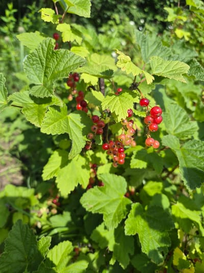 The image depicts a close-up, eye-level view of a red currant bush with bright green, lobed leaves and clusters of ripe red berries. The berries are small, round, and vary in color from light pinkish-red to deep red. Some berries are translucent, indicating ripeness. The bush is outdoors, with dappled sunlight illuminating the leaves and berries, creating shadows. The background consists of more greenery, suggesting a natural or garden environment. There are no people, animals, or man-made structures visible in the frame. The scene is consistent with a garden or natural setting in Novosisoevka, Russia, during the berry season.