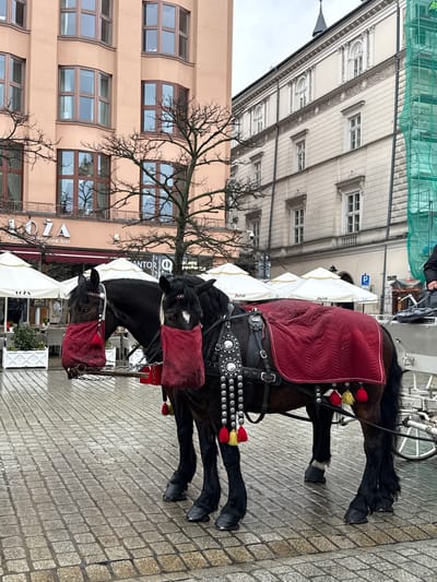 The image shows two horses harnessed to a carriage, standing on a paved street. The horses are wearing red feedbags over their heads and red quilted blankets with yellow and red tassels. The horse's harness includes studded leather elements. The background shows a bare tree and buildings with windows. Umbrellas from an outdoor cafe are also visible. The location appears to be Kraków, Poland.