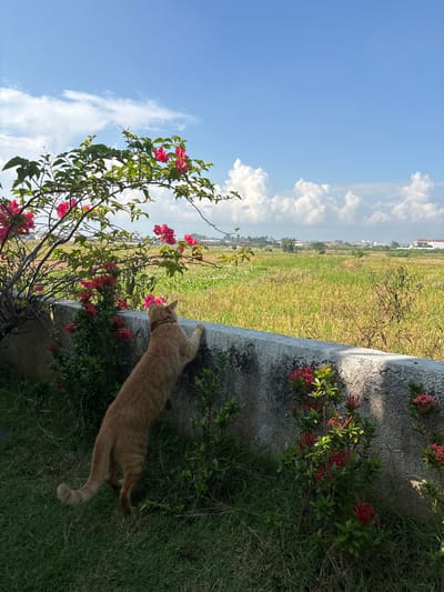 The scene is an outdoor daytime shot in Cemagi, Indonesia. An orange tabby cat, wearing a red collar, stretches towards a bougainvillea plant with pink flowers on the left side of a weathered concrete structure. To the right of the concrete structure, there's green grass and a plant with red flowers. Behind the concrete, there's a large open field of green grass extending into the distance towards a line of buildings, with a clear blue sky above dotted with white clouds. The photo is taken at an angle, with the horizon line tilted.