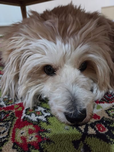 This is a close-up, head-on, eye-level photograph of a fluffy, light brown and white dog. The dog's head is tilted, and it is lying on a patterned rug with green, red, and black designs. The dog has dark, round eyes and a black nose with some white hairs around it. Its fur is long and shaggy, obscuring parts of its face. The background is blurred, but appears to be a light-colored wall and possibly a wooden chair on the left. The lighting suggests it is daytime, and the indoor setting offers no clues about the weather. No text is visible in the image. The dog's expression is neutral.