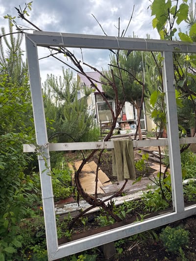 In the city of Ptichnik, Russia, a weathered, grey metal frame stands at an angle in an overgrown garden. The frame, likely from a window or door, is partially obscured by lush green foliage on the left and a cluster of evergreen trees behind it. Twisted brown branches of a vine weave through the frame, with a few fresh green leaves emerging. A light green towel is draped over the horizontal bar of the frame. In the background, a simple building with a red roof and a greenhouse structure are visible. The ground is damp, with scattered pieces of cardboard and wooden planks. The sky is overcast, with grey clouds.