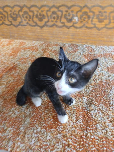 A black and white kitten is positioned on a textured orange and white carpet. The kitten is looking directly at the camera with its mouth slightly open, revealing its pink tongue. Its fur is predominantly black with white markings on its chest, paws, and face. The background features a wooden surface with an ornamental design. The scene appears to be indoors, possibly in Yangibazar, Uzbekistan, based on the provided context.