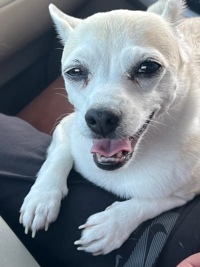 A close-up, angled shot shows a small, white dog with tan markings around its eyes and ears. The dog's mouth is open, with its pink tongue and teeth visible. Its eyes are dark and appear to be looking slightly upwards and to the left. The dog is lying on a dark surface that appears to be fabric, possibly clothing, with a diagonal striped pattern and a visible Nike logo. The lighting suggests it is daytime, but there are no clear indicators of the weather or specific outdoor location. The overall impression is one of intimacy and focus on the dog's expression. There is no visible text in the image besides the Nike logo. The location context of Kulishi, Ukraine, is provided externally and is not visually evident from the image itself.