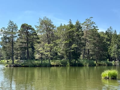 This media file depicts a serene natural scene on a bright, sunny day. The primary subjects are a calm, greenish body of water and a densely forested shoreline. The trees, predominantly pine and fir, create a lush, green backdrop, some of which extend to the water's edge. A small, verdant island with a clump of grass is situated in the foreground of the lake, adding a touch of natural beauty to the otherwise expansive water. The water's surface is rippled, suggesting a gentle breeze. The sky is a clear, vibrant blue with a few wispy clouds, indicating fair weather. The overall mood is peaceful and tranquil, evoking a sense of untouched nature. The scene is likely set in a mountainous or forested region, consistent with the location context of Telfs, Austria. There is no visible text in the image.