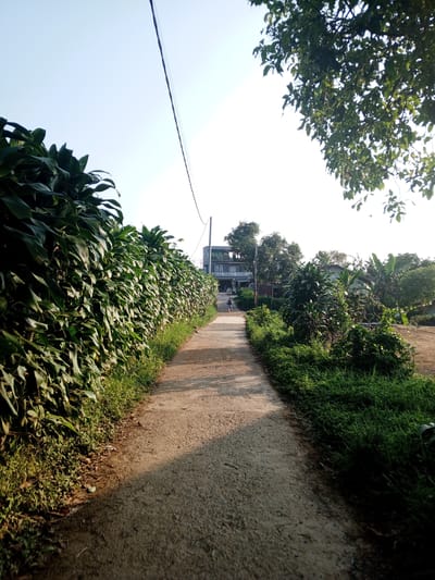 A ground-level, medium-distance shot looks down a sunlit, narrow, concrete lane in Ban Katan, Laos. The lane, showing significant wear and shadow patterns, stretches into the distance. A tall, dense hedge of green foliage forms the left border of the lane, while a less-defined mix of shrubs, greenery, and small trees edges the right side. In the distance, a modern building with multiple levels and windows is visible. A person on a bicycle is seen on the lane, riding away from the camera toward the building. Power lines stretch across the top of the frame, above the lane. A tree branch with leaves occupies the upper-right corner of the frame, partially obscuring the bright, pale blue sky.
