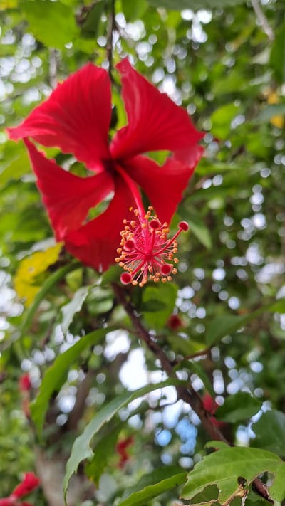 A close-up, vertical, eye-level shot captures a vibrant red hibiscus flower in bloom. The flower is in the foreground, with its delicate petals unfurled. The stamen, a bright red with yellow pollen tips, extends prominently from the center of the bloom. The background is a soft blur of lush green leaves and dappled sunlight, creating a bokeh effect. The image appears to be taken outdoors, possibly in a garden or natural setting, in Geulanggang Baro, Indonesia. The lighting is natural and diffused, suggesting it was taken during the day. There are no people or animals visible in the frame.