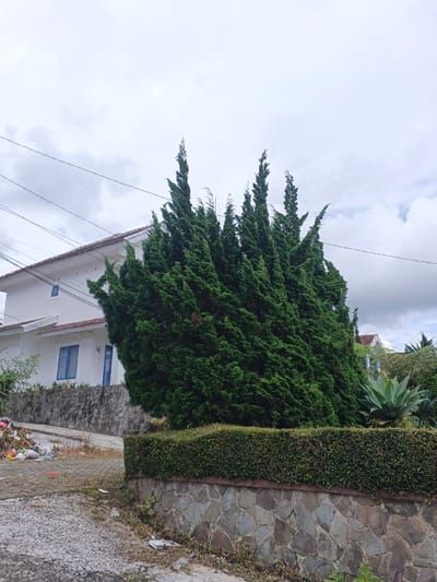 A tall, verdant cypress tree dominates the frame, positioned in front of a stone wall topped with a trimmed hedge. To the left, a white house with blue-framed windows stands adjacent to a sloping stone wall. A pile of litter is visible nearby. An agave plant is visible right of the cypress. Overhead, gray, cloudy skies and power lines add to the scene. The ground is paved, and the photograph is taken from a ground-level perspective.