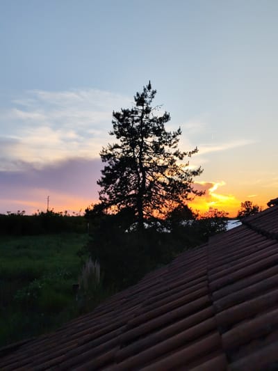 The image depicts a sunset scene viewed from a rooftop in Aprilovo, Bulgaria. In the foreground, a red-tiled roof occupies the lower right portion of the frame, angled diagonally upwards. A silhouetted pine tree stands prominently in the center, its dark branches stark against the vibrant sky. The sky transitions from a pale blue at the top to hues of orange and yellow near the horizon, with streaks of purple and pink clouds to the left. In the middle ground, a dark green, grassy field is visible, interspersed with the silhouettes of trees and bushes. A utility pole is faintly discernible in the left mid-ground. The overall atmosphere is serene and natural.
