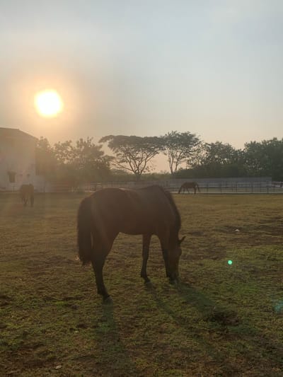 The image depicts an outdoor equestrian facility in Botok, Indonesia, during either sunrise or sunset. The upper left portion of the frame features a prominent, brilliant white-yellow sun disc against a hazy sky that transitions from a warm, desaturated orange-yellow near the horizon to a lighter, muted blue-grey towards the top.
In the immediate foreground, a dark-colored horse, likely brown, is centrally positioned, with its head lowered to graze on the patchy green and brown grass. Only its hindquarters, tail, and lower front legs are fully visible. Its body casts a distinct shadow on the ground to its right. Further back in the midground, a second dark-colored horse stands to the left, facing away from the viewer, while a third dark-colored horse is visible in the right midground, facing left and also appearing to graze.
A light-colored building, possibly a stable or farm structure with a reddish roof, is partially visible on the far left of the midground. A horizontal line of fencing, appearing as a series of posts and rails or wire, stretches across the mid-to-background, defining enclosures within the field. Behind the fence, a dense line of trees forms the background, including a prominent tree with a wide, flat canopy situated to the right of the building. The ground is a mix of sparse green grass and exposed soil. A distinct green circular lens flare is present in the lower right quadrant of the image.