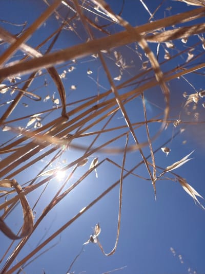 The image shows a close-up, low-angle view of dry, golden-brown grass stalks against a bright blue sky. The sun is visible as a bright, starburst-like light source, causing lens flare and highlighting the edges of the grass. Some small seed heads or dried flower parts are visible among the stalks. The scene appears to be outdoors, in an open area with dry vegetation, consistent with a natural or park-like setting. The presence of dry grass suggests a warm, possibly arid or late-season environment. There are no people, animals, or man-made structures clearly identifiable in the frame. The focus is on the texture and form of the grass and the effect of the sunlight.