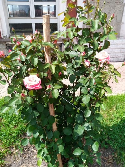 A close-up, eye-level, full-shot photograph captures a rose bush with numerous pink and white blooms and red buds, a wooden stake supporting the plant, and green foliage. The rose bush is positioned in front of a building with large windows, a white and red facade, and brickwork. In the foreground, there is grass, soil, and a paved pathway. The image is a static outdoor scene taken on a sunny day. The specific location is Romodan, Ukraine.