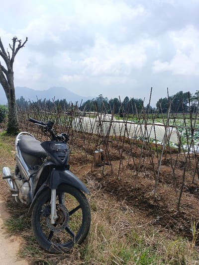 The image depicts an outdoor agricultural scene in Mong Pun Teing, Myanmar, under a partly cloudy sky. In the foreground, a black and silver Honda scooter is parked on a dirt and grass verge, facing slightly right. To the left of the scooter, a bare tree trunk stands with severed branches. Immediately behind the scooter and extending to the right is a cultivated field featuring numerous wooden stakes arranged in an upright grid pattern, indicating a support structure for crops. The soil in this area is tilled and brown, with some dry plant matter visible. A metallic canister, possibly a sprayer, rests on the ground amidst the stakes. Further into the field, several elongated structures covered with white or clear plastic sheeting are present, likely serving as low tunnels or small greenhouses. The background features a dense line of green trees, beyond which distant mountains are visible beneath the overcast sky. No individuals are present in the scene.