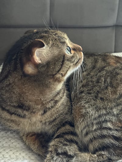 A close-up, eye-level shot shows a tabby cat with green eyes lying on a textured white surface, likely a blanket or rug. The cat is looking upwards and to the right with its ears slightly back. Its fur is a mix of brown, black, and grey stripes. Behind the cat, a dark grey upholstered surface, possibly a sofa, is visible. The image is well-lit, with the primary light source coming from the right, casting subtle shadows. The scene is indoors, with no indication of the city of Novopokrovka, Kyrgyzstan.