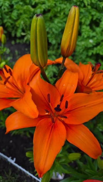 A close-up, vertical shot captures several vibrant orange lily flowers and their buds against a blurred green leafy background. The foreground is dominated by the open blooms, their petals fanned out, revealing dark brown stamens with pollen. Two unopened lily buds are visible in the upper portion of the image, one a bright green with a hint of purple at its tip, and the other a yellowish-green. The background consists of lush green foliage, creating a soft bokeh effect that draws the viewer's attention to the flowers. A white string or thin wire is visible in the lower left corner of the frame, partially obscured by the foliage and flowers. The lighting suggests a bright, natural outdoor environment. The image was taken in Ļūbaste 0001, Latvia.