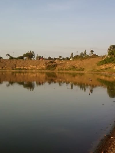 The image depicts a tranquil outdoor scene in the city of Central Kasipul ward, Kenya, dominated by a calm body of water under a clear, pale blue sky. In the foreground, the water's surface, reflecting the distant landscape, covers the lower two-thirds of the frame. A single bird, appearing black and white, is captured in mid-flight directly over the water, its clear reflection visible beneath it. The far bank across the water consists of a gently sloping, reddish-brown earthen hill, sparsely covered with green and brown vegetation and rocks. Along the crest of this hill, a fence line with vertical posts stretches horizontally. Beyond the fence, several trees and utility poles are visible. A small structure with a reddish roof is discernible on the left side of the distant bank, while other minor structures or signs appear along the fence line to the right. The overall lighting suggests either early morning or late afternoon, creating a warm glow on the landscape and its reflection in the water. No human figures are present.