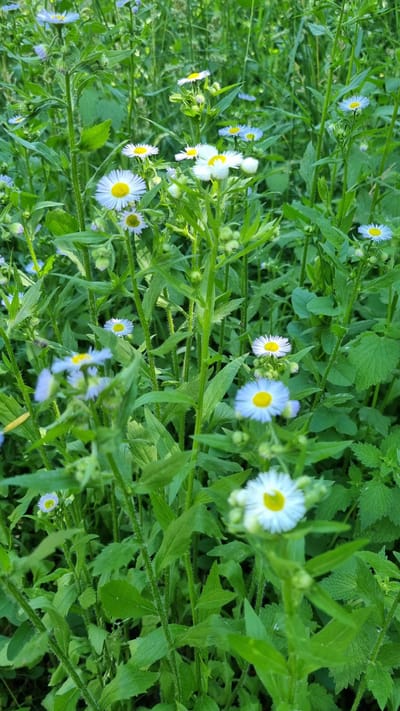The image displays a patch of ground covered with a dense growth of green vegetation, interspersed with numerous small flowers. The flowers exhibit white ray petals and yellow centers, characteristic of daisies or similar species. Some flowers are in full bloom, while others appear as buds or are partially obscured by leaves and stems. The overall environment suggests an outdoor, natural setting, likely a field or roadside. No human presence or artificial structures are visible within the frame. The scene captures a natural landscape element, emphasizing the flora.
