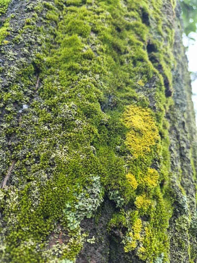 The image shows a close-up of a tree trunk covered in moss and lichen. The moss is a vibrant green, with some patches appearing lighter and more yellow. The lichen is a pale green and grey, forming intricate patterns on the bark. The bark itself is dark and textured, with some visible crevices and rough patches. The background is blurred, suggesting the focus is entirely on the tree's surface. There are no people or animals visible in the image. The scene depicts a natural element of the environment, specifically the growth on a tree. The location is the city of Uglegorsk, Russia.