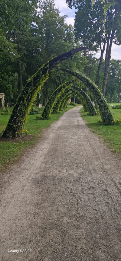 The image depicts a pathway in a park or garden. The pathway is made of gravel and appears to be a road or walking path. It is flanked by green grass. Along the left side of the pathway, there is a series of arched structures covered in greenery, creating a natural tunnel effect. These arches are made of what appear to be branches or wooden elements entwined with vines and leaves. Small yellow flowers are visible at the base of some of these arches. In the background, there are numerous trees with lush green foliage, suggesting a park setting during a temperate season. The sky is partially visible through the trees and is a light blue with some clouds. The overall atmosphere is serene and natural. This scene is located in the city of Pakruojis, Lithuania.