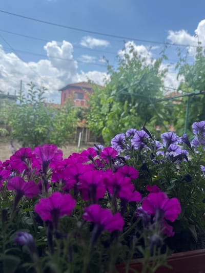 The image presents a close-up, ground-level perspective of vibrant purple and magenta petunia flowers, dominating the lower foreground, planted in a visible brown container. The flowers display prominent dark veining. Beyond the flora, the midground transitions to a blurred expanse of lush green vegetation, including various bushes and trees, with a dark green metal trellis or support structure visible on the right side. The background, heavily out of focus, reveals a bright blue sky dotted with white cumulus clouds. Several thin, dark utility lines are horizontally suspended across the upper portion of the sky. Below the sky and above the greenery, a distinct two-story building with reddish-orange walls and a matching gabled roof, featuring a small white balcony, is situated towards the center-right. Other indistinct residential structures are visible on the left. The scene is brightly illuminated by daylight. No people or active interactions are visible. The setting is a residential area in Lesnovo, Bulgaria.